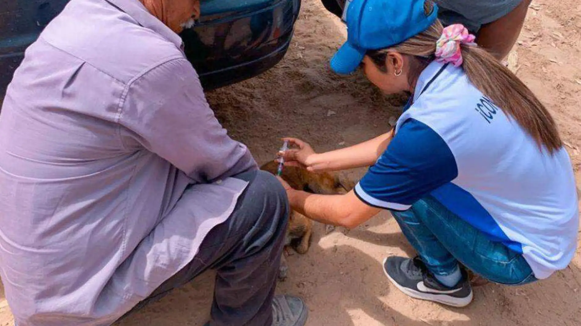 operativo contra la rickettsia en Vizcaíno